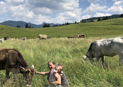 Streicheleinheiten für die Rinder