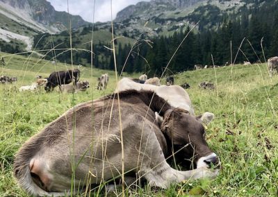 Tradition in den Allgäuer-Alpen: Rinder weiden den Sommer über auf saftigen Bergwiesen.