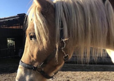 Haflinger-Jährling auf dem Paddock