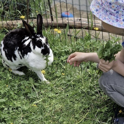 Kind füttert Kaninchen mit Löwenzahn