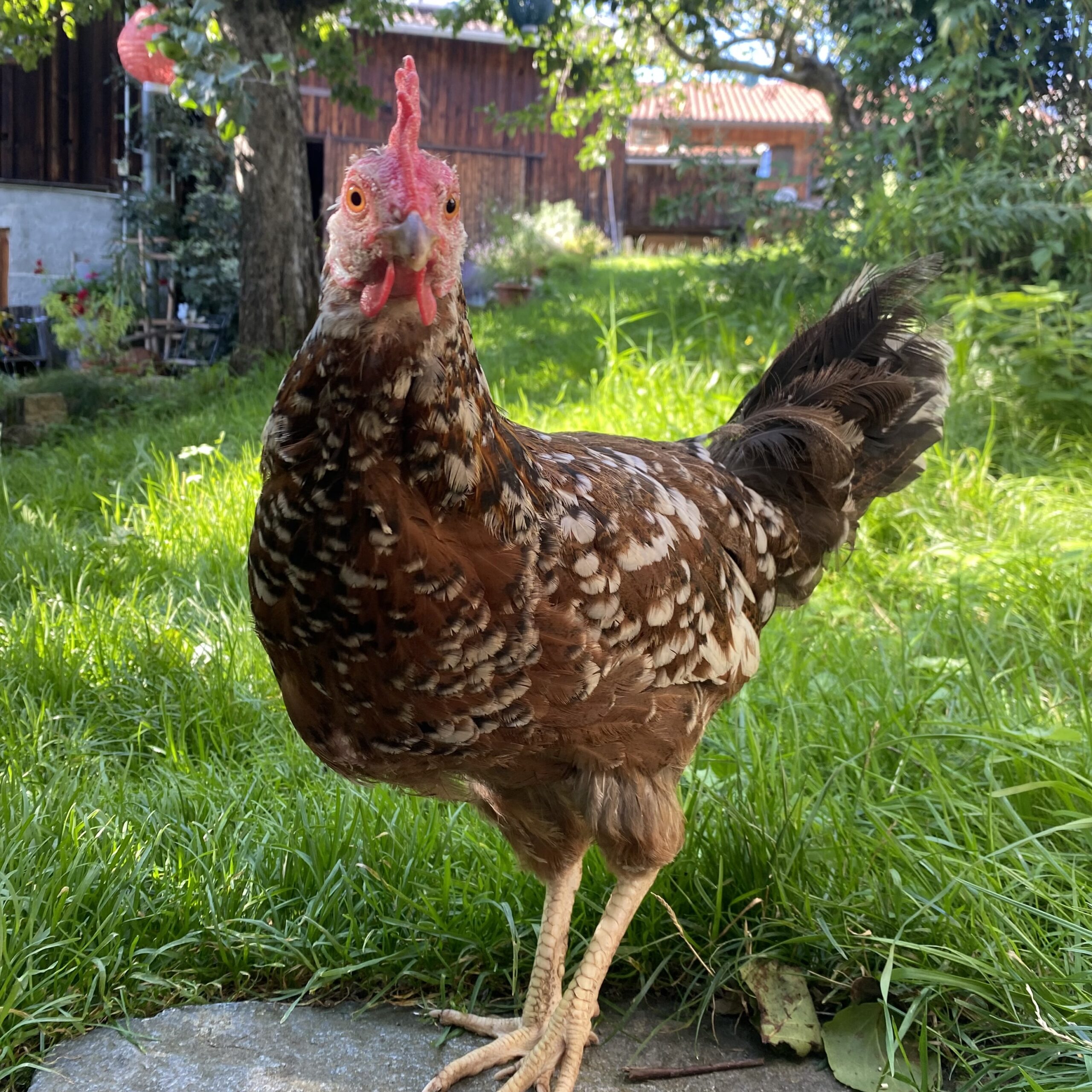 Freilaufendes Blumenhuhn im Garten