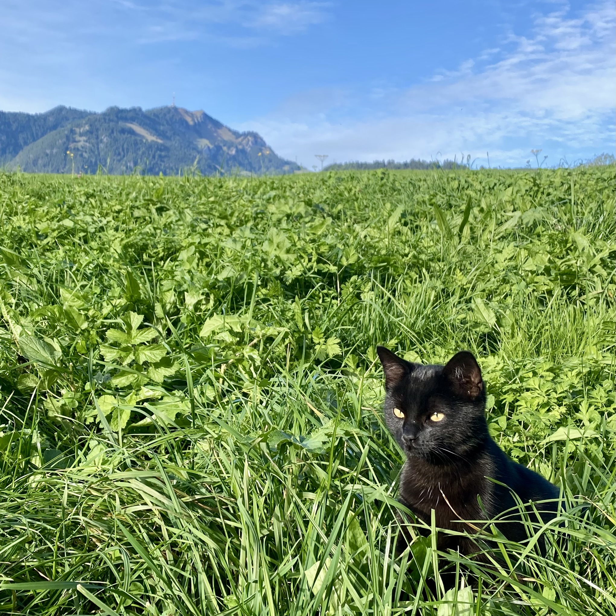 Schwarze Katze im grünen Gras vor dem Berg Grünten