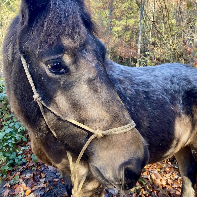 Quarter-Pony Nougat im Herbst auf Laub