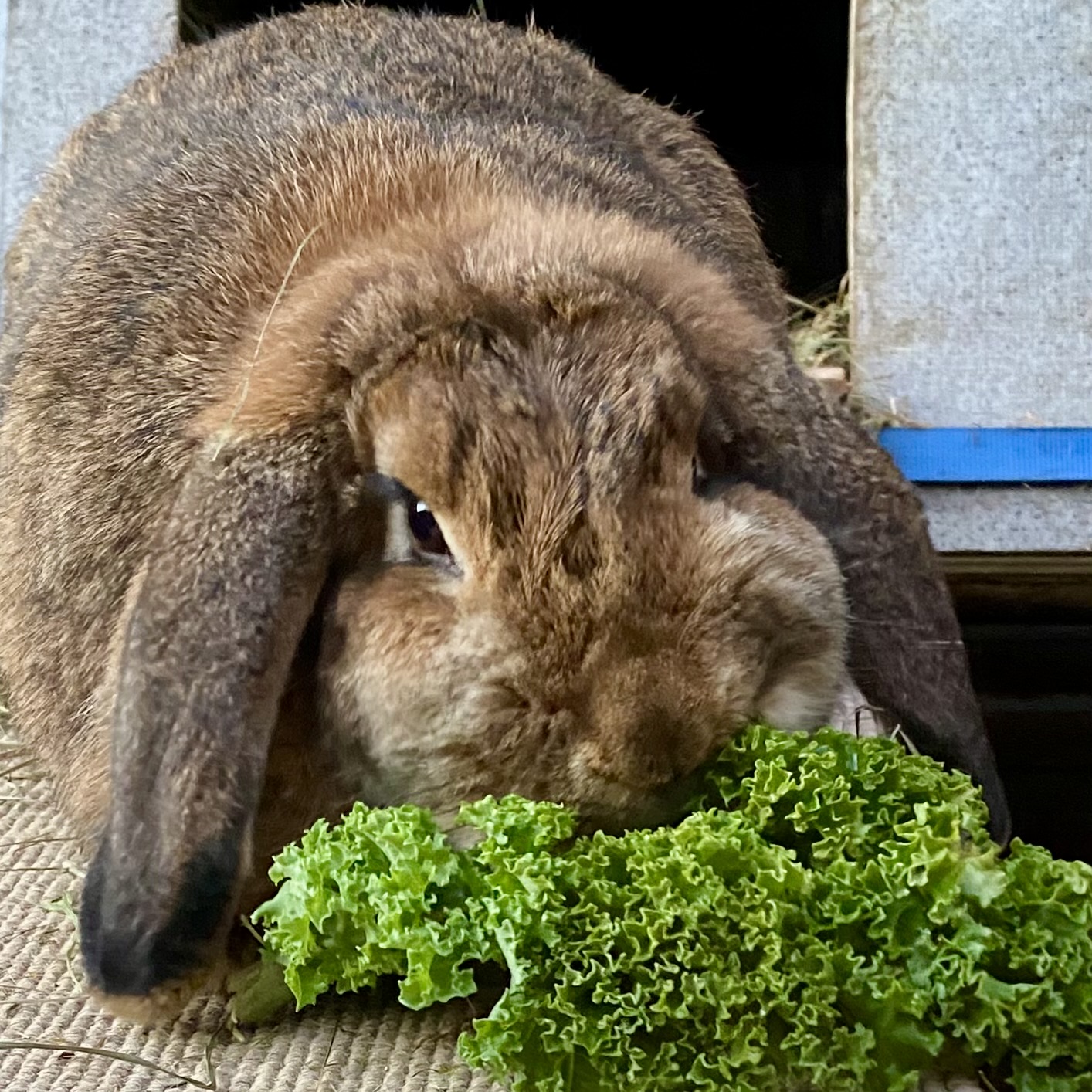 Braunes Widder-Kaninchen Wilma mümmelt Grünkohl